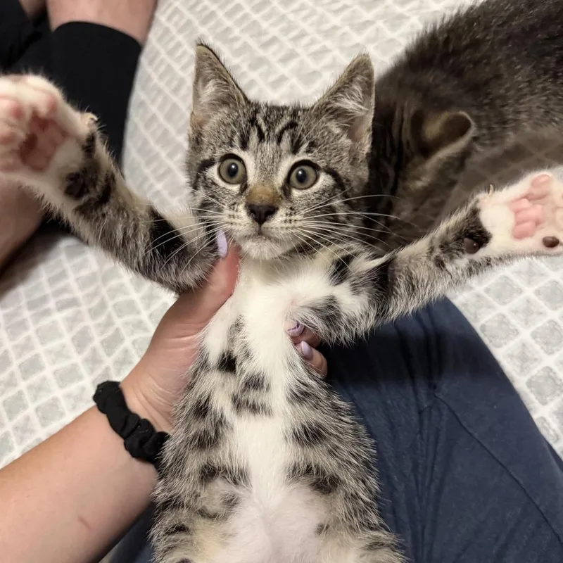 Lil