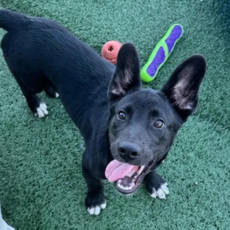 Lasso thumbnail 5