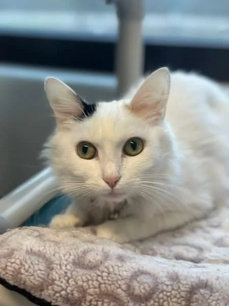 Coconut And Little Girl thumbnail 2