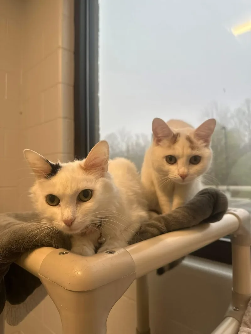 A young medium-sized female Calico Domestic Short Hair cat named Coconut And Little Girl for adoption in Fairfax, VA