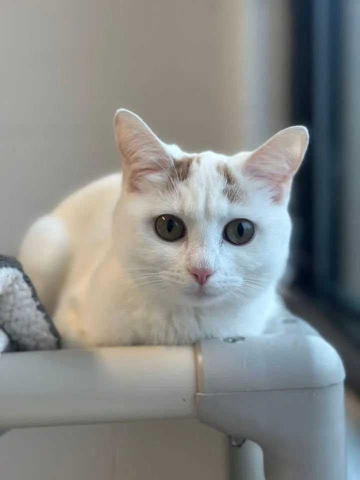 Coconut And Little Girl thumbnail 3