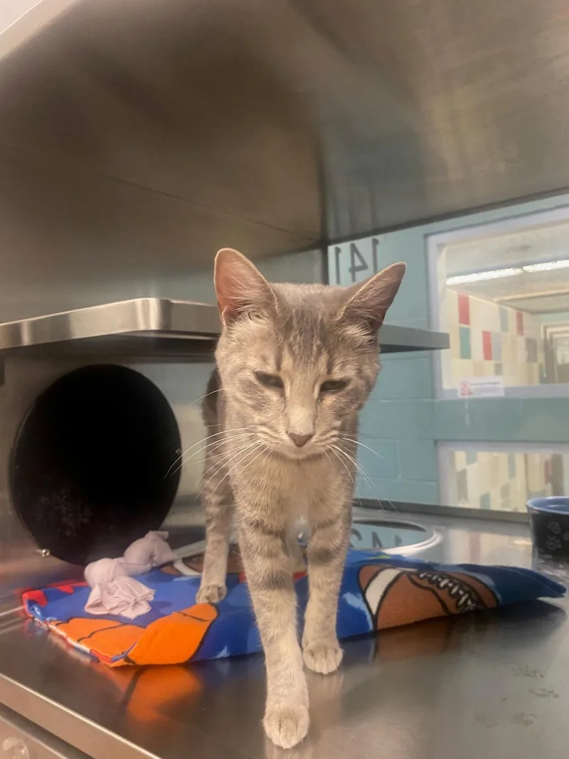 A young medium-sized female Domestic Short Hair cat named Gracie A for adoption in Plano, TX