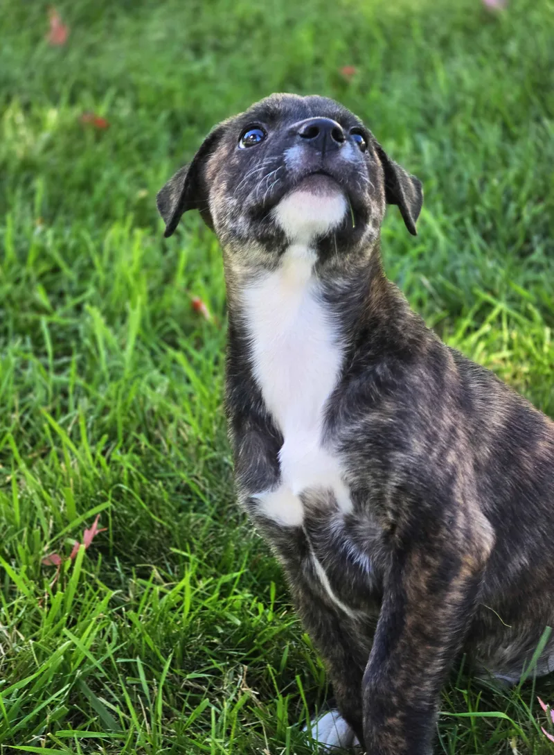 A baby medium-sized male Brown / Chocolate Retriever dog named Bucatini for adoption in Schaumburg, IL