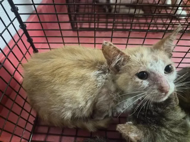 A baby medium-sized female Domestic Short Hair cat named A for adoption in Houston, TX