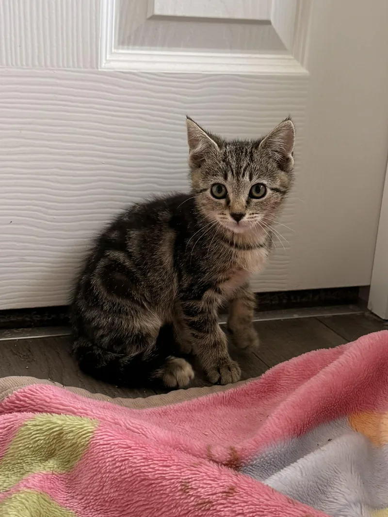 A baby medium-sized female Tabby (Buff / Tan / Fawn) Domestic Short Hair cat named Shelley for adoption in Aberdeen, NC