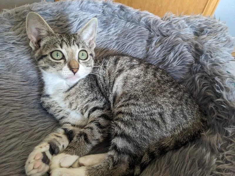 A young medium-sized female Gray / Blue / Silver Domestic Short Hair cat named Cosette for adoption in Fort Collins, CO