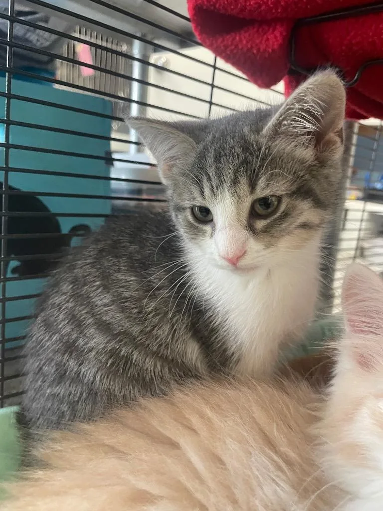 A baby small-sized female Domestic Short Hair cat named Ellie for adoption in Blountville, TN