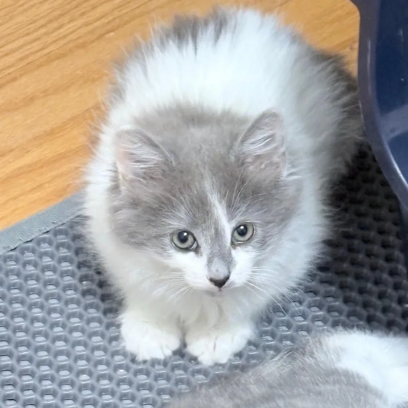 A baby medium-sized female Gray & White Domestic Medium Hair cat named Fluff for adoption in Hyattsville, MD
