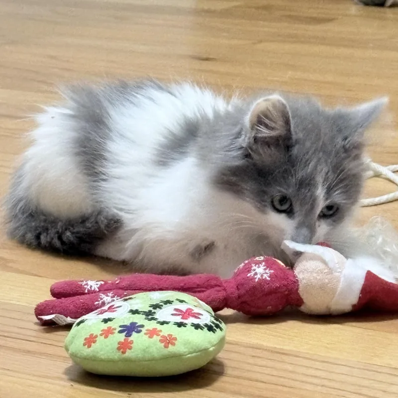 Fluff thumbnail 2