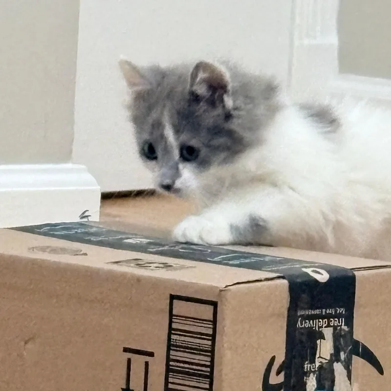 Fluff thumbnail 3