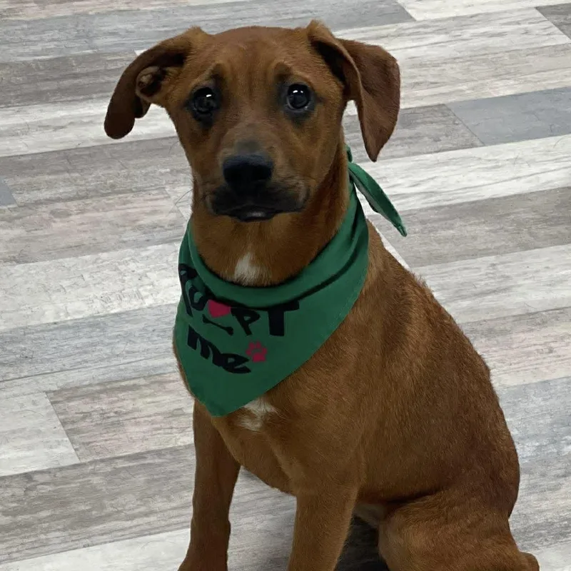A baby medium-sized female Yellow / Tan / Blond / Fawn Labrador Retriever dog named Raika  Local April for adoption in Brookshire, TX