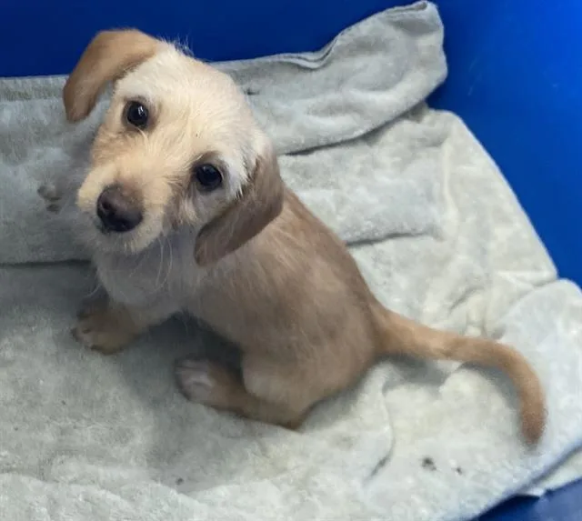 A baby medium-sized male Mixed Breed dog named Macho for adoption in Dallas, TX
