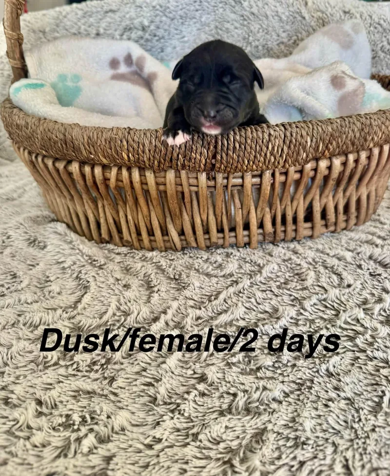 A baby medium-sized male Border Collie dog named Dusk for adoption in North Bend, OR