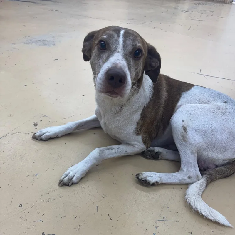 A senior small-sized male White / Cream Mixed Breed dog named Charlie for adoption in Parrish, AL
