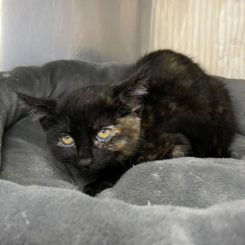 A baby medium-sized female Domestic Short Hair cat named Wednesday for adoption in Roanoke, VA