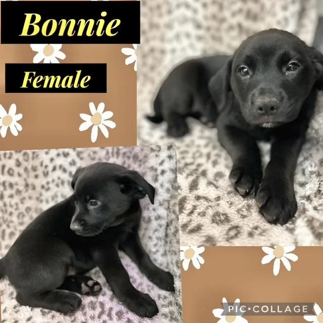 A baby medium-sized female Labrador Retriever dog named Bonnie for adoption in Manchester, CT