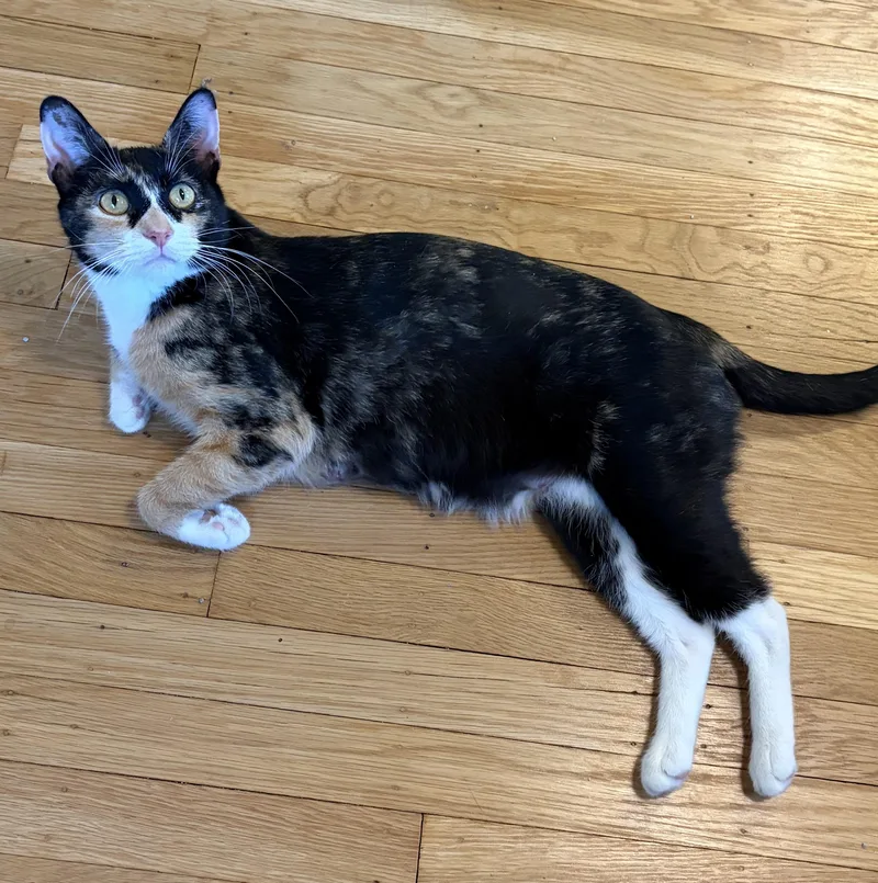 An adult medium-sized female Calico cat named Lidia for adoption in Turnersville, NJ