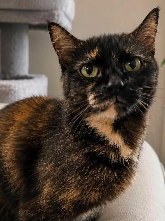 A young medium-sized female Tortoiseshell Domestic Short Hair cat named Poppy for adoption in Sioux Falls, SD