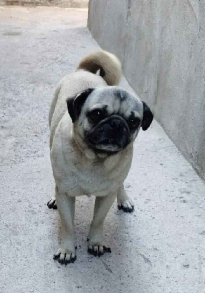 A young small-sized male Pug dog named Rocco for adoption in Escondido, CA