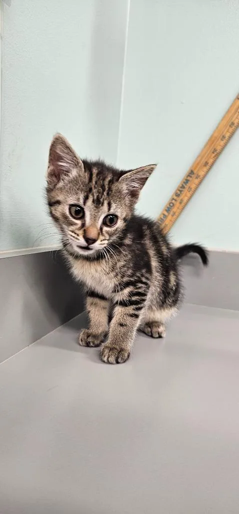 A baby small-sized female Domestic Medium Hair cat named Caramel for adoption in Athens, TN