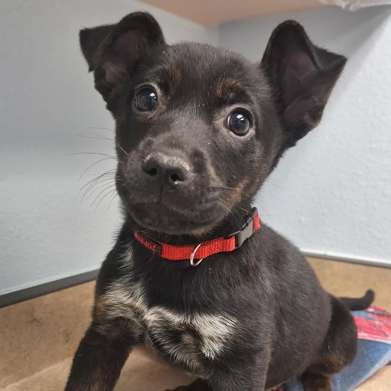 A baby small-sized female Black Mixed Breed dog named Barracuda for adoption in Flagstaff, AZ