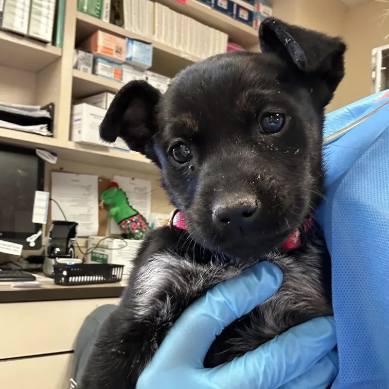 Barracuda thumbnail 2