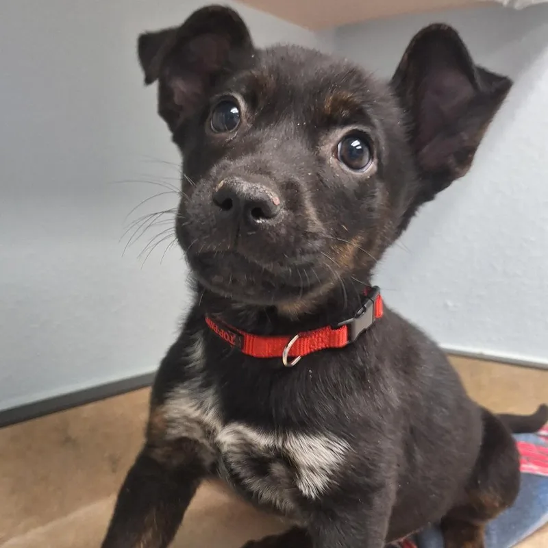 Barracuda thumbnail 3