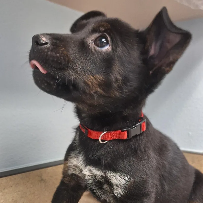 Barracuda thumbnail 4