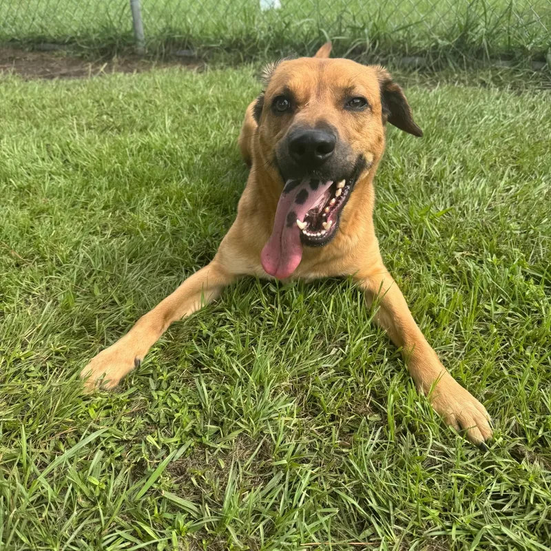An adult large-sized male Yellow / Tan / Blond / Fawn Mixed Breed dog named Dozer for adoption in Myrtle Beach, SC