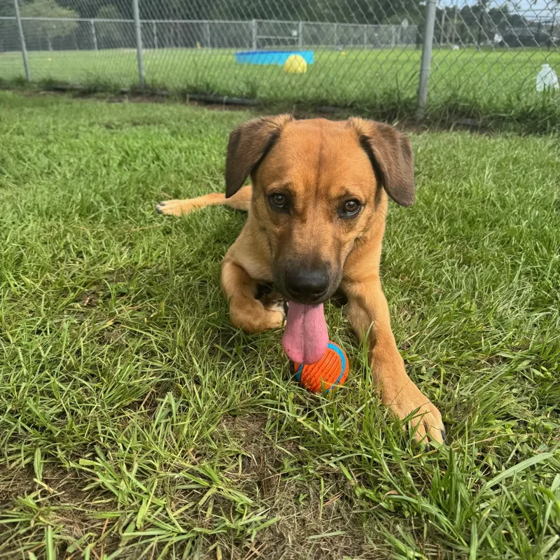 Dozer thumbnail 2