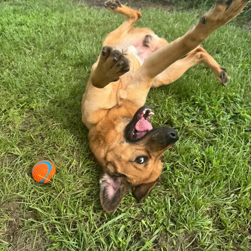 Dozer thumbnail 3