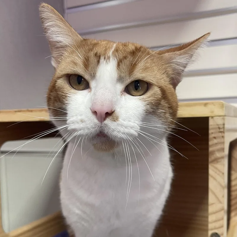 A young large-sized male Domestic Short Hair cat named Beckham for adoption in New Philadelphia, OH