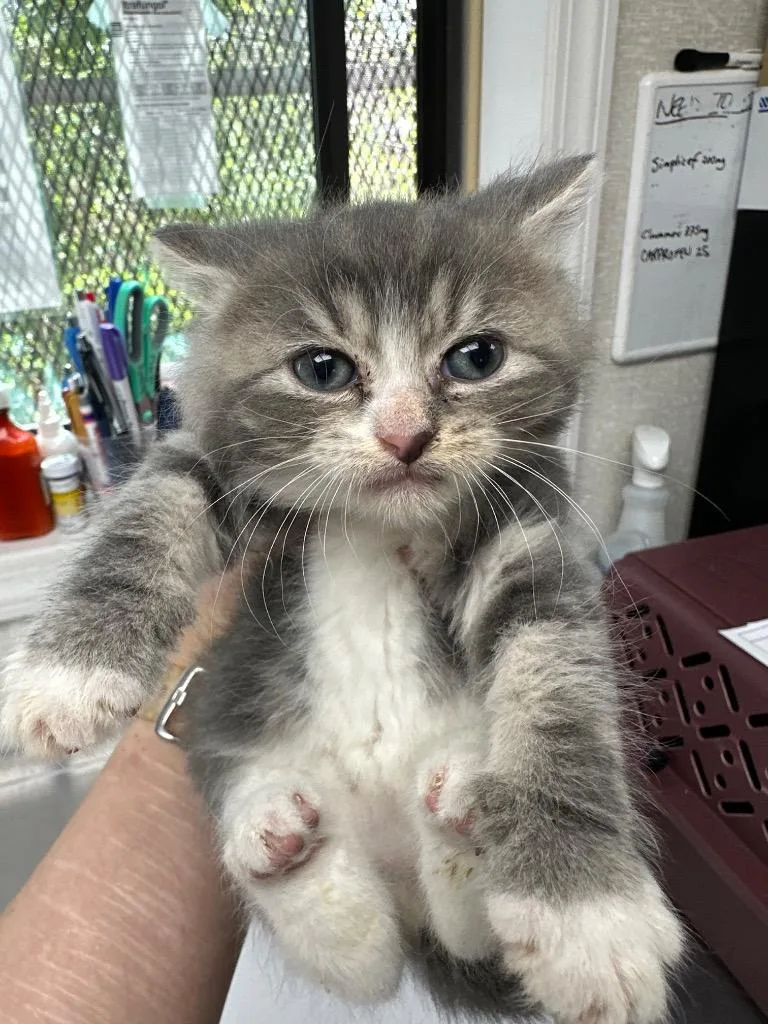 A baby medium-sized female Domestic Short Hair cat named Baby Spice for adoption in Pomona, NY