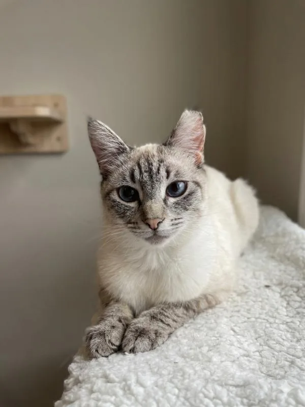 Maya