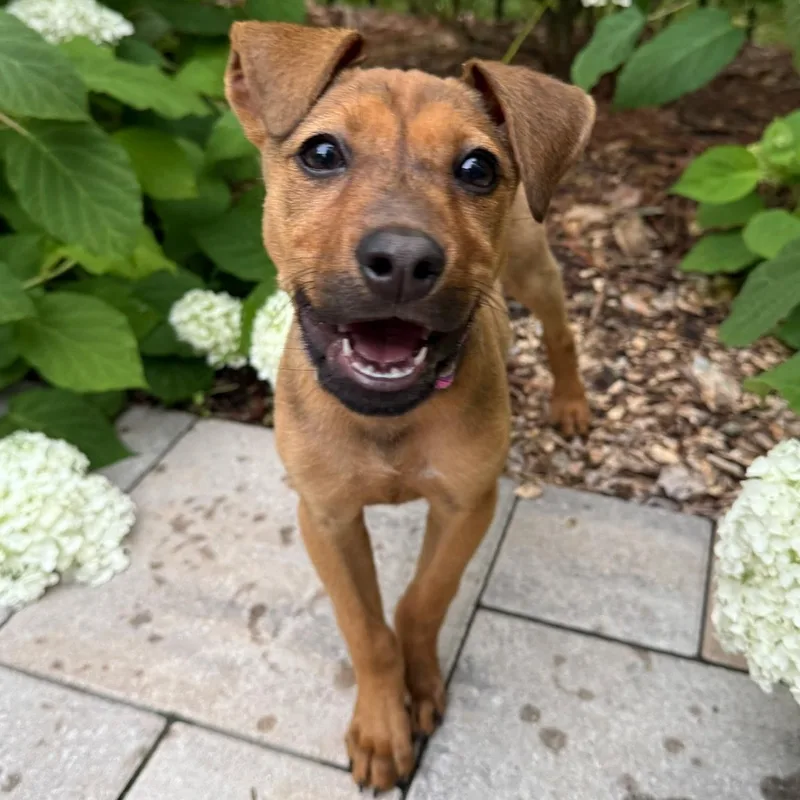 A baby medium-sized female Red / Chestnut / Orange Hound dog named Gigi for adoption in Waxhaw, NC
