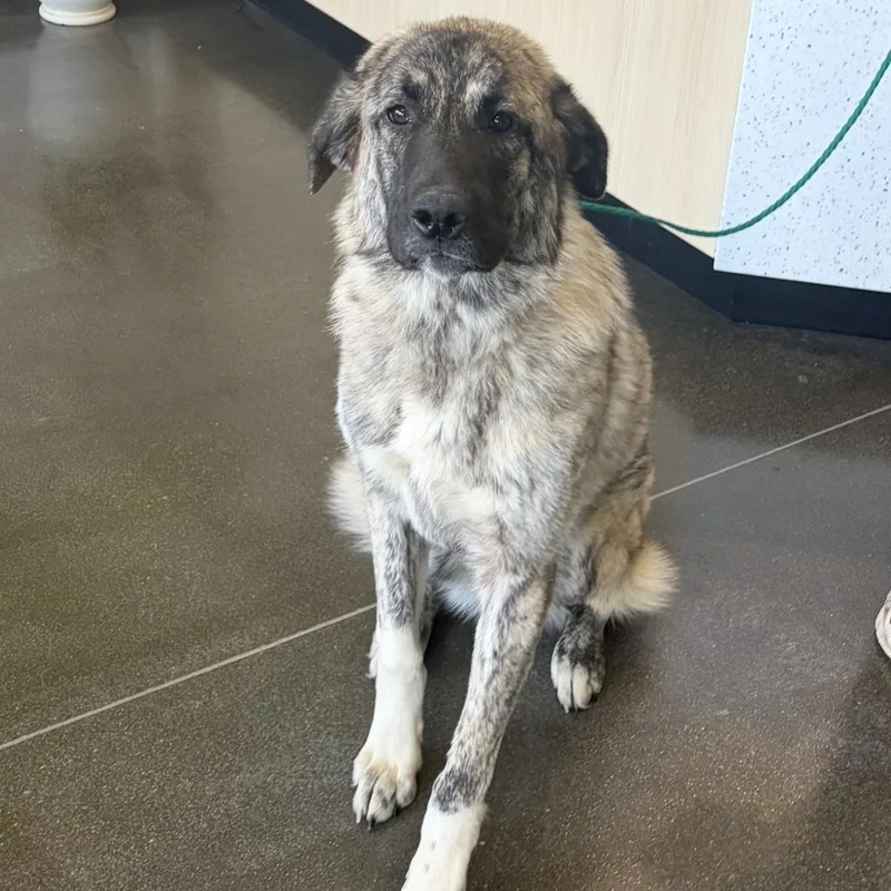 A young large-sized female Anatolian Shepherd dog named Bonita for adoption in Normal, IL
