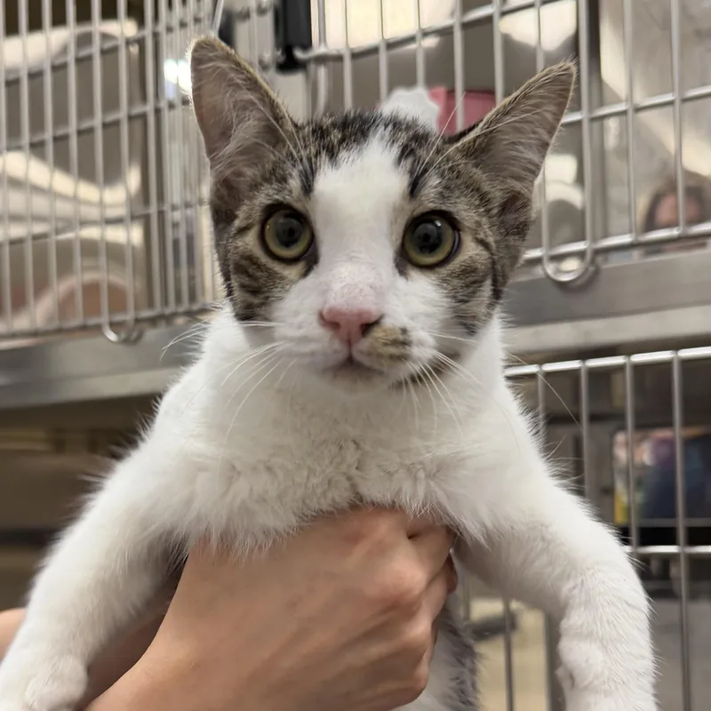 A baby small-sized male Domestic Short Hair cat named Figment for adoption in Chandler, AZ