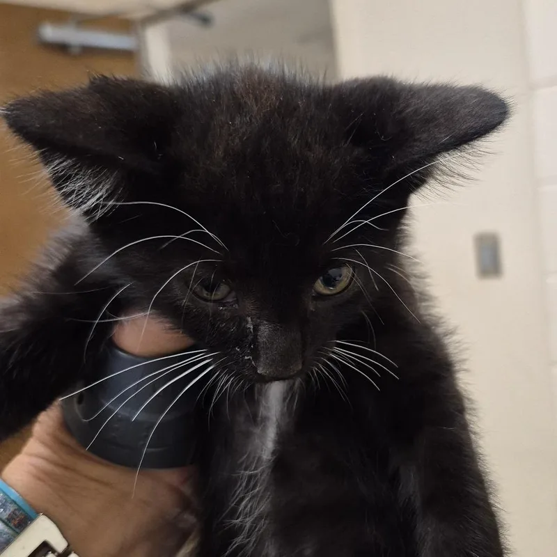 A baby small-sized male Black Domestic Short Hair cat named Bonsai for adoption in Lake Panasoffkee, FL