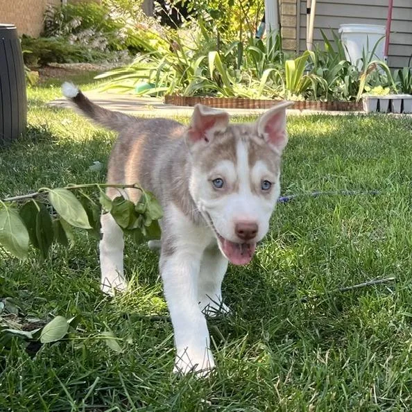 Scout