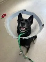 An adult medium-sized male Black Mixed Breed dog named Jax for adoption in Manitowoc, WI