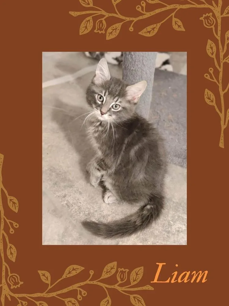 A baby small-sized male Domestic Long Hair cat named Liam for adoption in Telford, PA