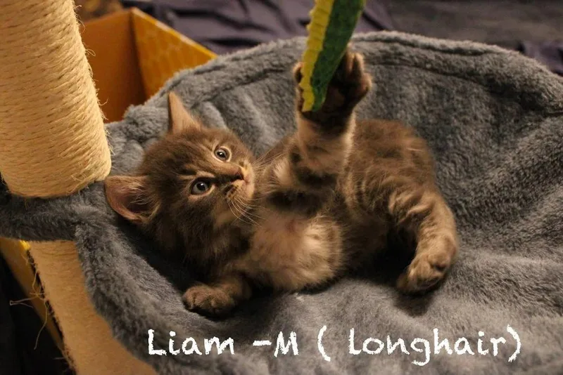 Liam thumbnail 2