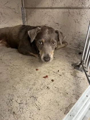 An adult medium-sized female Australian Shepherd dog named Lulu Lemon for adoption in Gainesville, FL