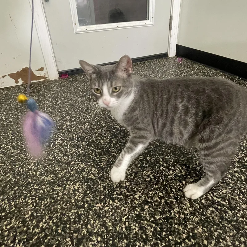 An adult medium-sized female Gray & White Tabby cat named Peppercorn for adoption in McKenzie, TN