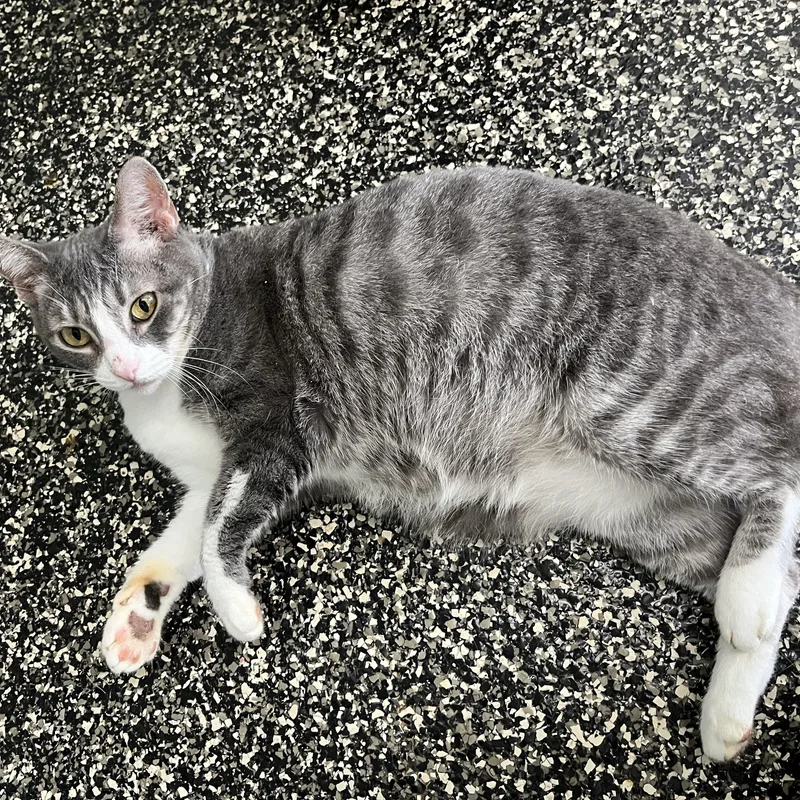 Peppercorn thumbnail 2