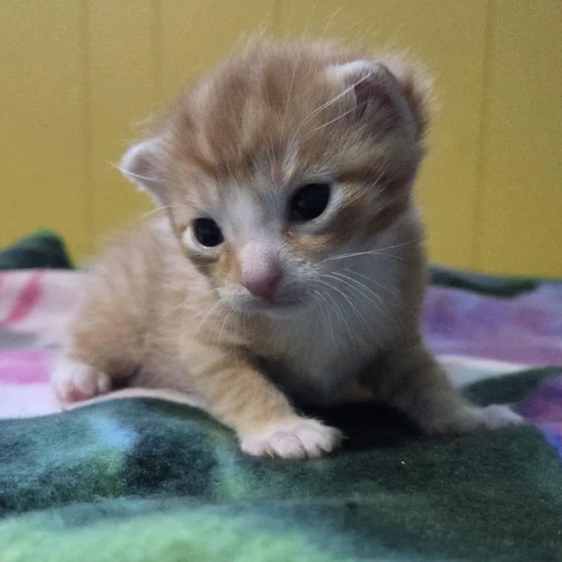 A baby small-sized male Orange / Red Domestic Short Hair cat named Arrow for adoption in Springfield, IL