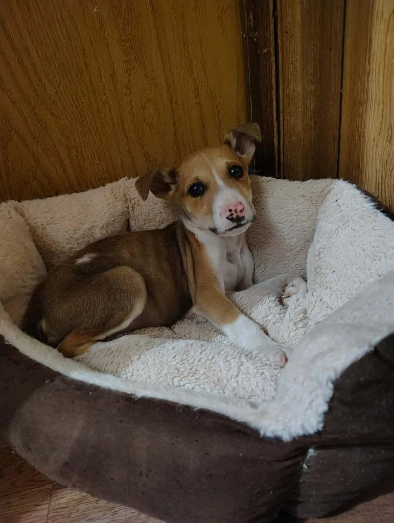 A baby medium-sized female Mixed Breed dog named Pip Squeak for adoption in Crocker, MO