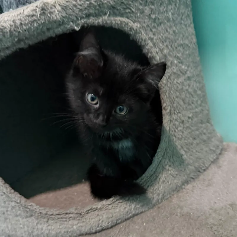 A baby small-sized female Black Domestic Short Hair cat named Bexley for adoption in Marion, VA