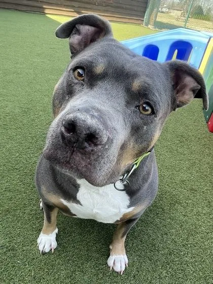 An adult large-sized male Mixed Breed dog named Titus for adoption in Independence, MO