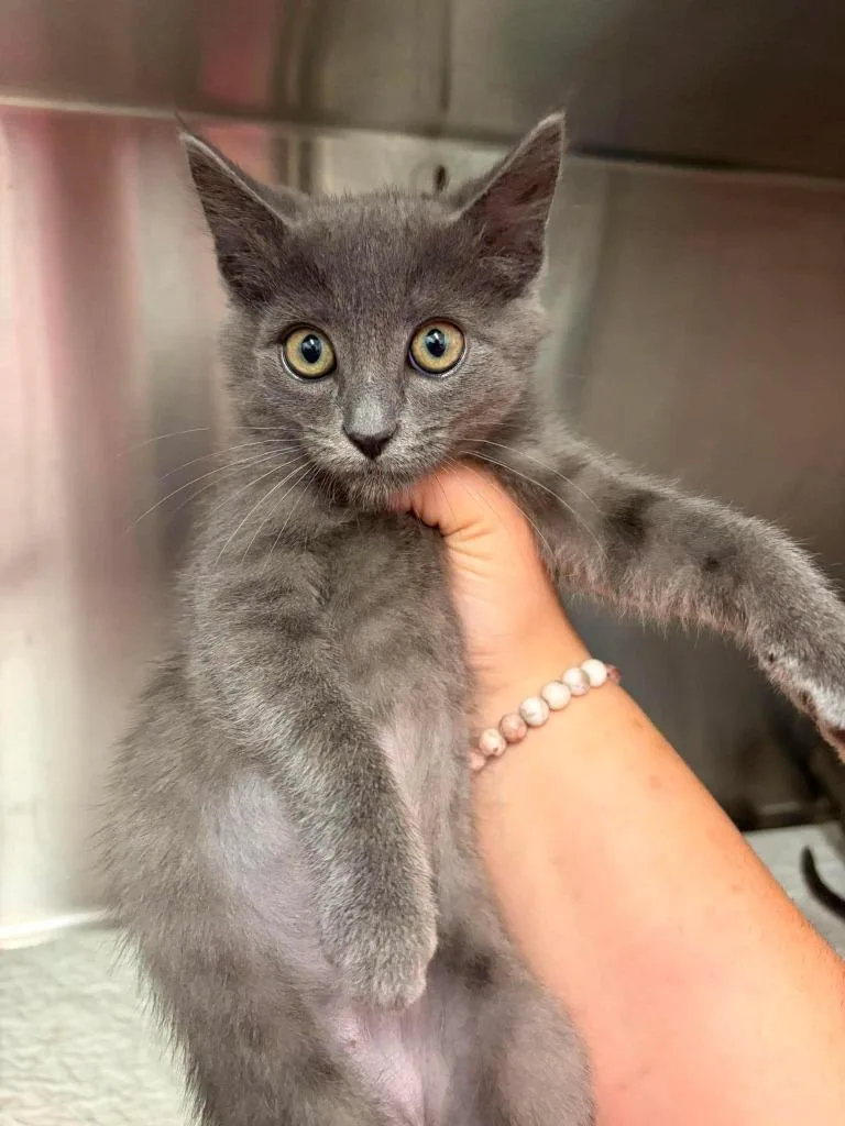 A baby medium-sized female Domestic Medium Hair cat named Stormfly for adoption in Republic, MO